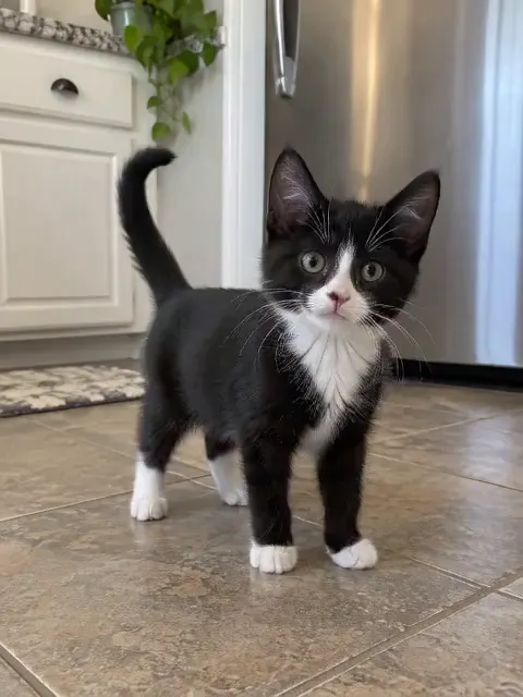 A black-and-white tuxedo kitten in a kitchen dancing on its hind legs with its paws in the air, made with the Cat Dancing effect